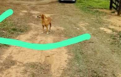 Imagem 4: TERRENO RESIDENCIAL em SANTA RITA DE JACUTINGA - MG, MG - 457