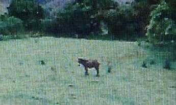 Imagem: FAZENDA RURAL em Barra do Piraí - RJ, SÃO