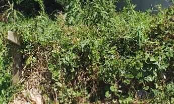 Imagem 2: Terreno à venda em Garopaba-SC, no bairro Pinguirito, com 265,00 m² - Imperdível!