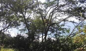 Imagem 4: Terreno à Venda em Garopaba-SC, Praia da Gamboa, 973,63 m² de Área com Vista Mar!