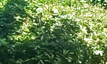 Imagem 5: Oportunidade: Terreno à venda na Praia do Rosa, Imbituba-SC com 1.080,00 m² de área!