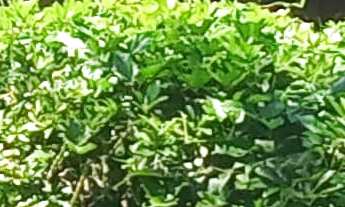 Imagem 4: Oportunidade: Terreno à venda na Praia do Rosa, Imbituba-SC com 1.080,00 m² de área!