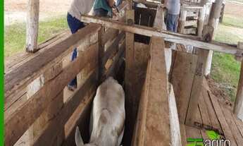 Imagem 7: FAZENDA À VENDA, 22046200 M² POR R$ 110.000.000 - AS MARGENS DO RIO PARANÁ/SP