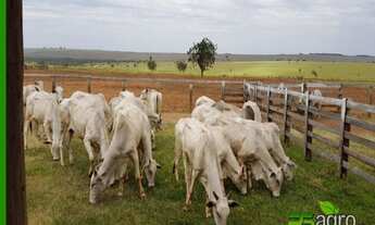 Imagem 6: FAZENDA À VENDA, 22046200 M² POR R$ 110.000.000 - AS MARGENS DO RIO PARANÁ/SP