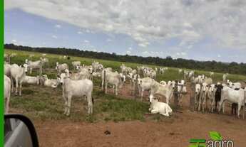 Imagem 4: FAZENDA À VENDA COM REPASSE DE ARRENDAMENTO, 89000000 M² POR R$ 999.999.999 - NOVO HORIZON