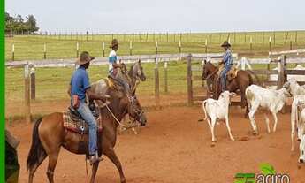 Imagem 2: FAZENDA À VENDA, 22046200 M² POR R$ 110.000.000 - AS MARGENS DO RIO PARANÁ/SP