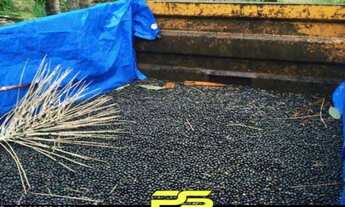 Imagem: FAZENDA À VENDA, 9340000 M² POR U$$ 1.200.000.000