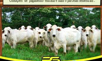 Imagem 2: FAZENDA À VENDA, 15000 M² POR R$ 2.625.000 - RIO BRANCO/AC