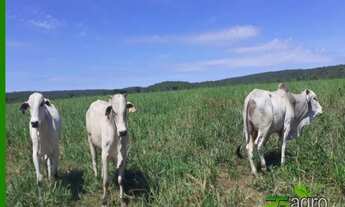 Imagem 2: FAZENDA À VENDA COM REPASSE DE ARRENDAMENTO, 89000000 M² POR R$ 999.999.999 - NOVO HORIZON