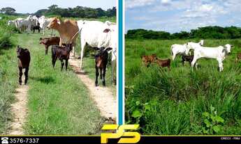 Imagem 7: FAZENDA À VENDA, 7.000 HECTARES POR R$ 31.500.000 - ANTÔNIO PIMENTA - MONTES CLAROS/MG #PE