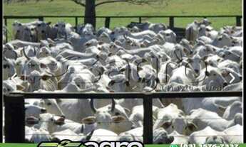 Imagem 2: FAZENDA À VENDA, 1020 HECTARES POR R$ 49.980.000 - CENTRO - BAURU/SP