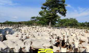 Imagem: FAZENDA À VENDA, 5.593HA² POR R$ 11.000.000