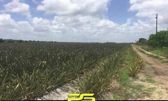 Imagem: TERRENO COM PLANTAÇÃO À VENDA, 200000