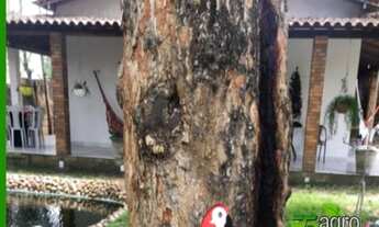 Imagem 3: FAZENDA COM 5 DORMITÓRIOS À VENDA, 1 M² POR R$ 1.500.000,00 - ZONA RURAL - PEDRAS DE FOGO