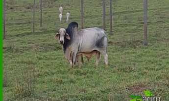 Imagem 3: FAZENDA À VENDA, 22046200 M² POR R$ 110.000.000 - AS MARGENS DO RIO PARANÁ/SP