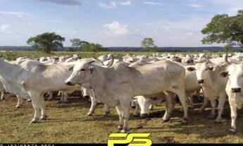 Imagem: FAZENDA À VENDA, POR R$ 34.000.000 - PIUM/TO