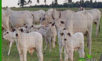 Imagem 4: FAZENDA À VENDA, 22046200 M² POR R$ 110.000.000 - AS MARGENS DO RIO PARANÁ/SP