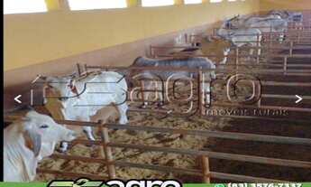 Imagem 7: FAZENDA À VENDA, 1020 HECTARES POR R$ 49.980.000 - CENTRO - BAURU/SP