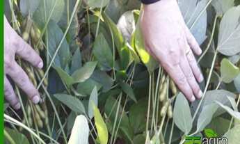 Imagem 4: FAZENDA À VENDA, 48000000 M² POR R$ 15.000.000 - MENINO DEUS - LUCAS DO RIO VERDE/MT