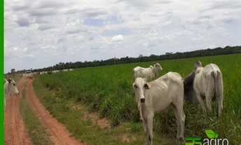 Imagem 7: FAZENDA À VENDA COM REPASSE DE ARRENDAMENTO, 89000000 M² POR R$ 999.999.999 - NOVO HORIZON