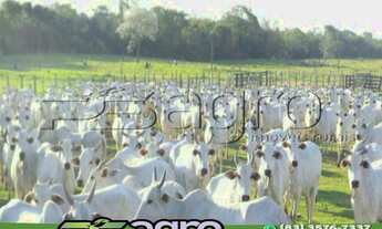 Imagem: FAZENDA À VENDA, 57 MIL HECTARES