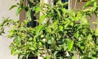 Imagem 2: Casa com 3 quartos sendo uma suíte em Itapoá - Perto da Praia