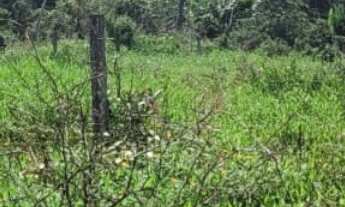 Imagem 3: Terreno com 384m² - Bairro Bamerindus - Praia do Imperador em Itapoá