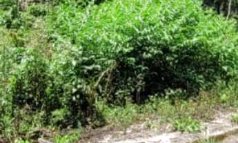 Imagem 3: Terreno com rua aberta, 100% documentado