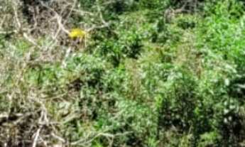 Imagem 3: DOIS TERRENOS JUNTOS 24X32, com rua aberta, 100% documentado