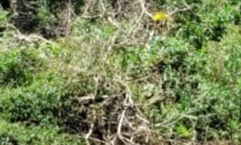 Imagem 4: DOIS TERRENOS JUNTOS 24X32, com rua aberta, 100% documentado