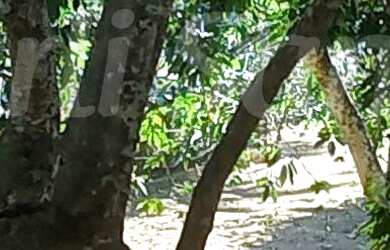 Imagem 5: Área á venda no Sul da Ilhabela, próximo a Praia do Portinho e Feiticeira EM ILHABELA - SP