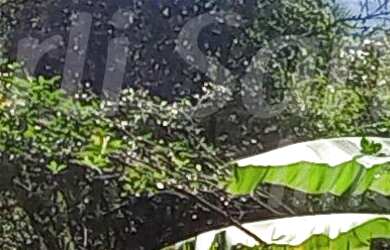 Imagem 2: Área á venda no Sul da Ilhabela, próximo a Praia do Portinho e Feiticeira EM ILHABELA - SP