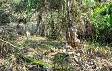 Imagem 2: TERRENO À VENDA COM ESCRITURA DEFINITIVA - BARRA VELHA - ILHABELA SP