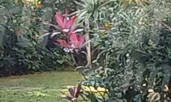 Imagem 4: LINDA CASA EM EXCELENTE LOCALIZAÇÃO NO PEREQUE - ILHABELA!