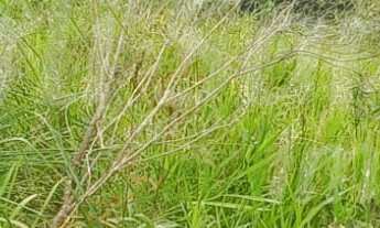 Imagem 7: TERRENO À VENDA PARA INVESTIMENTO NO BAIRRO DO ZABUMBA EM ILHABELA-SP