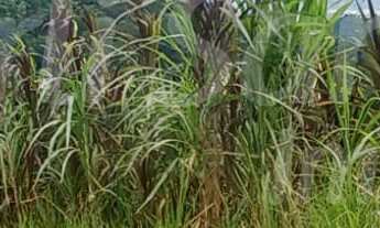 Imagem 4: TERRENO À VENDA PARA INVESTIMENTO NO BAIRRO DO ZABUMBA EM ILHABELA-SP