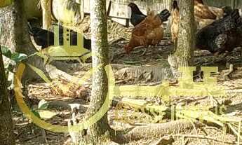 Imagem 4: Chácara à venda em São João do Itaperiú-SC, bairro Santa Cruz: 2 quartos, 2 salas, 1 banhe