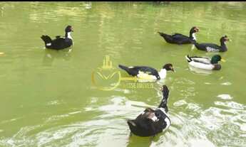 Imagem 4: Terreno à venda em Luiz Alves-SC, bairro Boa Vista, com 2.000,00 m² de área!