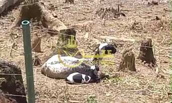 Imagem 2: Excelente oportunidade! Sítio à venda em Blumenau-SC, bairro Vila Itoupava, com 5.000 m² d