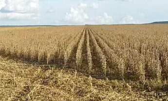 Imagem 4: Fazenda 26.726 mil hectares em MT, a venda