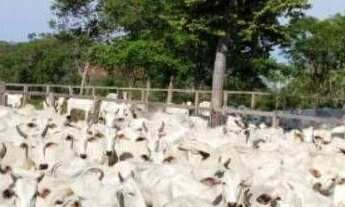 Imagem 5: Fazenda à venda, 5.593ha² por r$ 11.000.000 - área rural - floriano/pi para