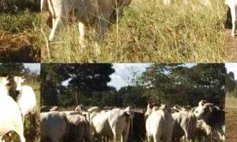 Imagem 5: Fazenda à venda, 14.000hec por r$ 1.600.000.000 - zona rural - água boa/mt para