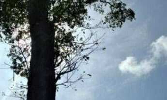 Imagem 2: Fazenda à venda, 4230000 m² por r$ 1.500. - juruti - juruti/pará para