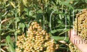 Imagem 5: Fazenda, centro - uruçuí para