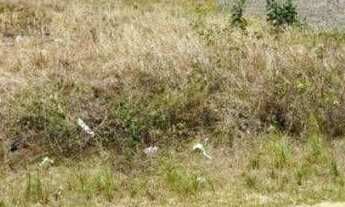 Imagem 2: Terreno à venda, 270 m² por r$ 100.000 - primavera - guarabira/pb para