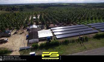 Imagem 7: Fazenda à venda, 50 hectares em mataraca por r$ 2.800.000 para