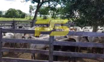 Imagem 2: FAZENDA RURAL em MARIANÓPOLIS DO TOCANTINS - TO, crixás de tocantis