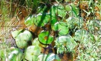 Imagem: Fazenda à venda, 270 hectares por r$ 3.500.000