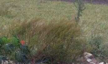 Imagem 2: Terreno à venda, 235 m² por r$ 68.000 - bananeiras - bananeiras/pb para