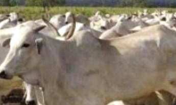 Imagem: Fazenda à venda, por r$ 34.000.000 - pium/to